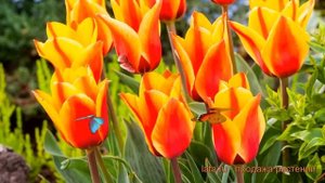 Тюльпан обыкновенный Кейп Код tulipa keyp kod 🌿 обзор  как с?