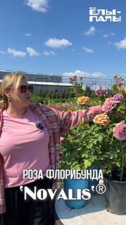 Топ 3 самые необычные розы в питомнике ЁЛЫ-ПАЛЫ