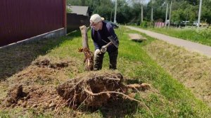 Боремся с травой, выдираем корни деревьев.We fight the grass, pu