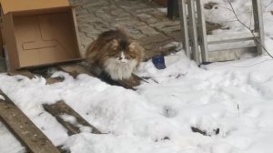 Кошка, снег