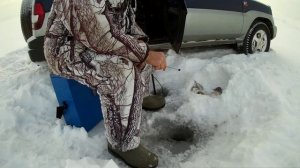 Поймал окуня, видел головастиков и куропаток в селе.