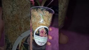 часть 3. Адаптация орхидей после приказа, рост корней и цветоносов