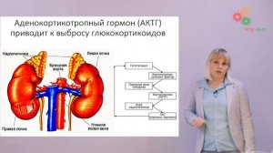 Физиология человека и животных. Гуморальная регуляция организма (Зыбина А. М.)