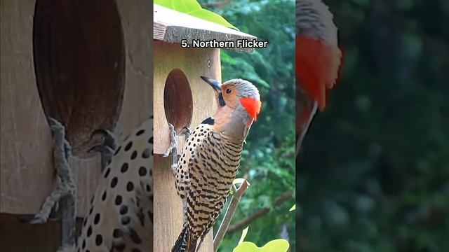10 best bird sounds #bird #birds