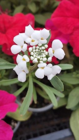 Иберис FIRST FLUSH GRACE !