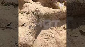 Вспышка церкариоза накрыла Россию — паразиты в водоёмах заползают под кожу и кусают людей