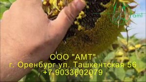 Гибрид Куба F 1 АМТ