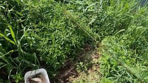 Без фантазий, зато с рыбой