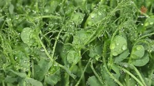 Как общаются растения? | Чудеса сотворения. Мир растений