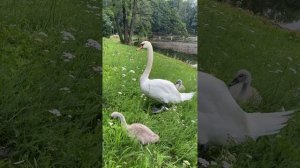 Лебедь мать и лебедята