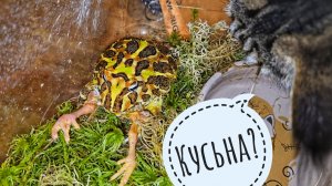 Боюсь, но кормлю свою кусачую жабу и показываю всяких насекомых и тыщу пауков