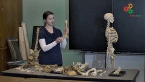 Анатомия человека. Строение скелета (И. Синёва)