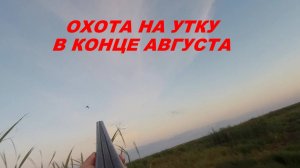 Охота на утку, сезон охоты по перу.