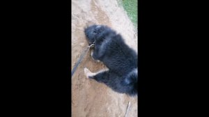 Тибетский мастиф #Марта