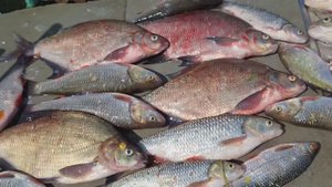 Удачный улов.Сезон открыт.Рыбу жарю,замораживаю,делаю фарш.