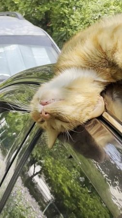 котик спит.
