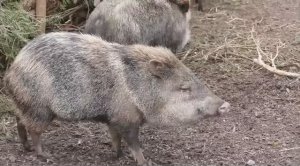 ❤️ Как дикий кабан себя ведет. 🌟 Здесь можно смотреть кабанов. Реальные кабаны в природе.