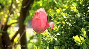 4K Macro Spring Flowers in Slowmotion | Nature Relaxation Ambient Film