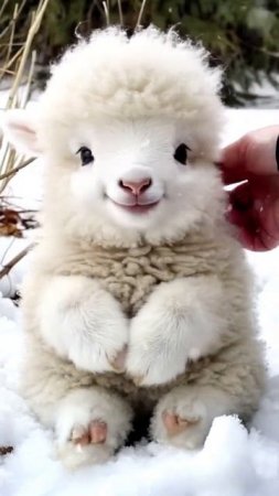 It is really cute little lamb how heal small animals can they be_ What bad intentions can small an