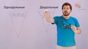 Анатомия растений. Корень (Вислобоков Н. А.)