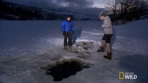 Polar Plunge | America the Wild