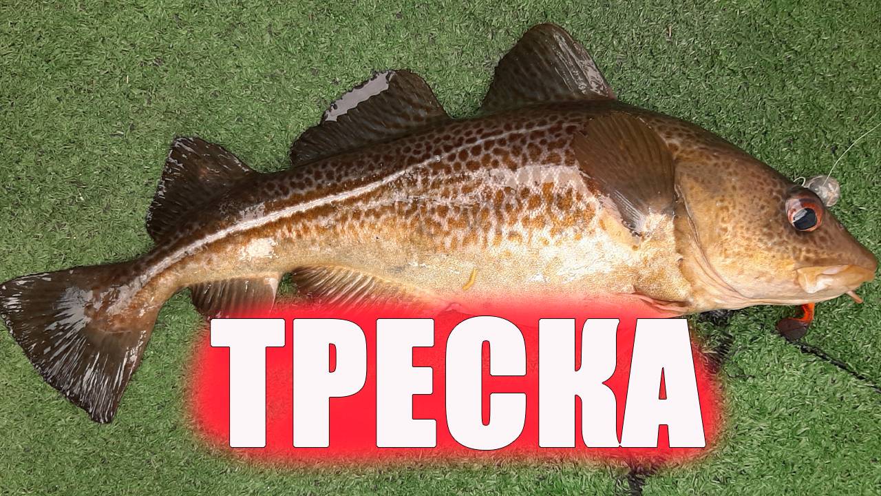 Ловим ТРЕСКУ, Балтийское море.