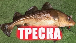 Ловим ТРЕСКУ, Балтийское море.