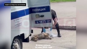 ДОГХАНТЕРЫ В АЧИНСКЕ УНИЧТОЖАЮТ МАССОВО СОБАК