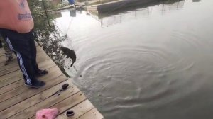 Утро.Поимка Карпа