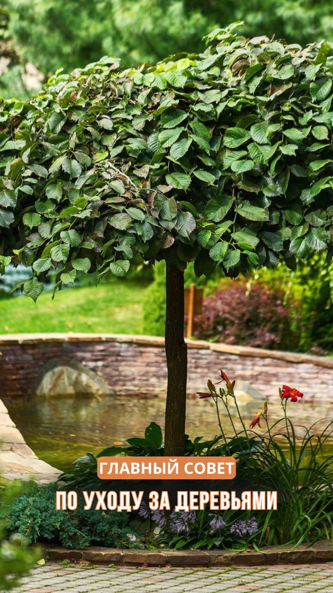 Главный совет по уходу за деревьями смотреть онлайн