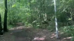 Тайны Старого Леса: Что скрывается за поворотом?