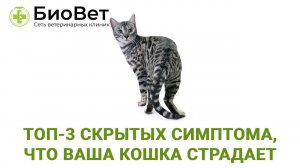 Сигналы от кошки