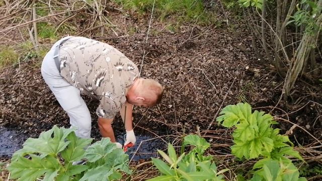 На новом участке в д. Чисмена. 2 н 
Определяем границы участка, сделан заезд, провели корчевание
