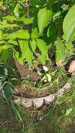 Как быть с листвой крокусов