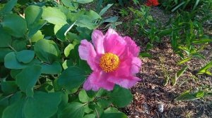 Пион Кавказский