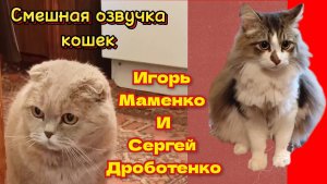 Кошки с озвучкой. Игорь Маменко и Сергей Дроботенко.