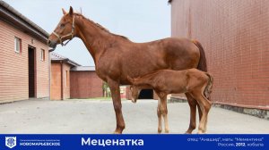 Предлагается к продаже: ценная конематка Меценатка