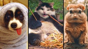 🔥 ПРИКОЛЫ С ЖИВОТНЫМИ 😺🐶 СМЕШНЫЕ КОТЫ и СОБАКИ 😂 Лучшие Моменты с Домашними Питомцами! ☺️
