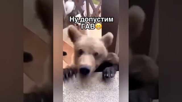 Мемы недели_ Коты, Собаки и полный пушистый хаос _ Viral Pet Memes You Can't Mis