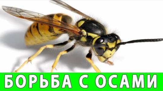 Как быстро и эффективно избавиться от ос на даче в 2025 году: проверенные методы