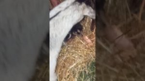 Еле вытащила!! Борьба за жизнь новорожденных козлят. Сложный окот пожилой альпийской козы Фанты