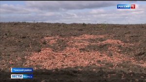 Россельхознадзор_Как томские аграрии готовятся к госмониторингу зерна_Вести_Томск_02.06.2025