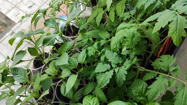 ЗАБЫЛА ПРО ШИКАРНУЮ РАССАДУ. ЛАЙФХАК ПЕНОПЛАСТ смотреть онлайн