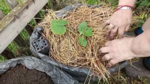 Высаживаем кабачки в мешки, капусту в грядки. Сегодня помогает младшая внучка😘