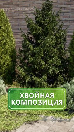 Лаконичность и простота: хвойная композиция 🌲