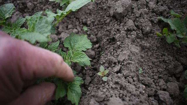 Выращивание картофеля. Уход и подкормка.