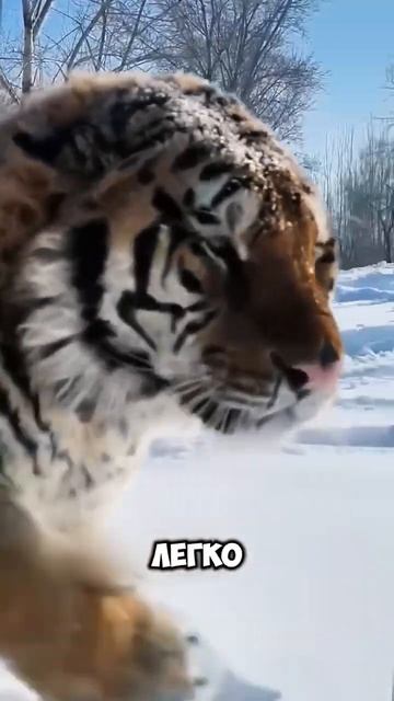 Самая большая кошка 🐈 🐯 #животные #милыеживотные