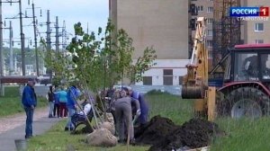 В Ставрополе продолжается высадка кленов и елей