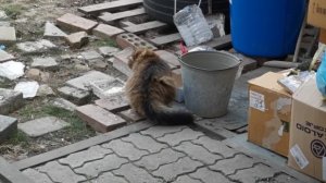 Пушистая кошка играет с водой