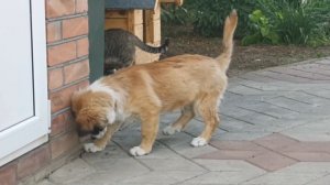 Пёс и кошка